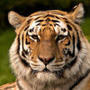 tortishell tiger